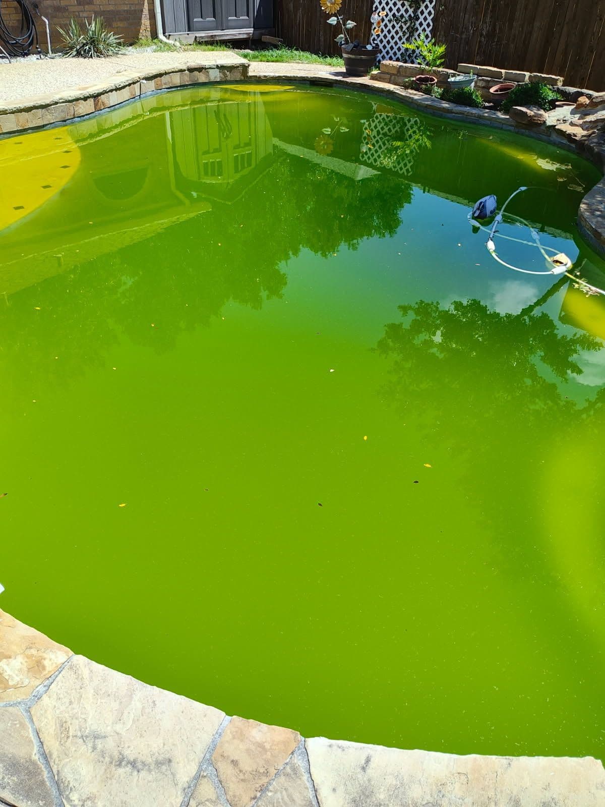 Pool before renovation - algae covered water
